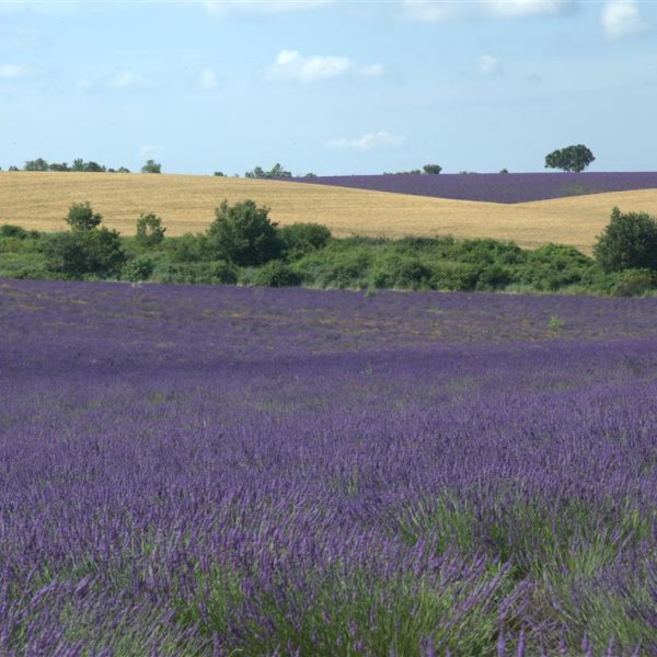 As arvores altas ao fundo são as amendoeiras que restam. 